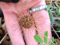 Acaena ovalifolia