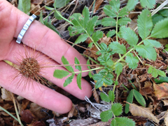 Acaena ovalifolia
