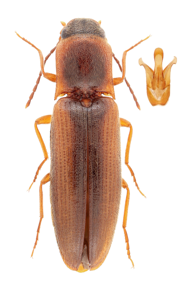 Dalopius gentilis