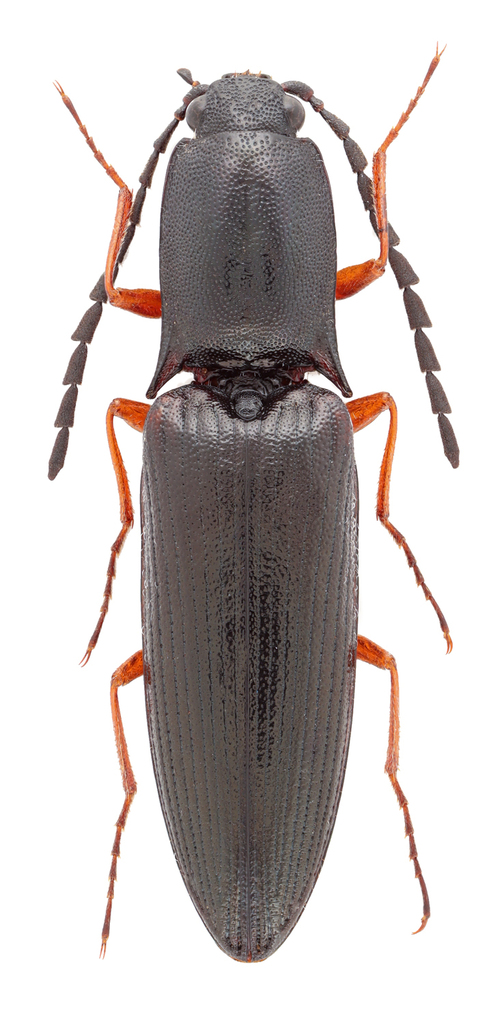 Paractenicera fulvipes