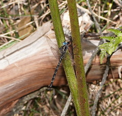 Austroaeschna multipunctata