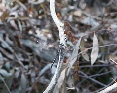 Austroaeschna multipunctata
