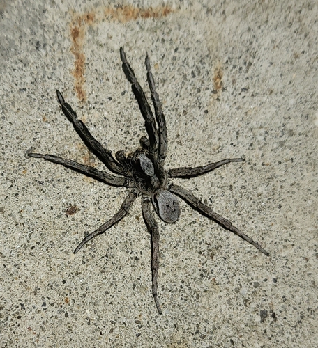 Geolycosa pikei photo 2