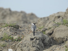 Motacilla alba baicalensis