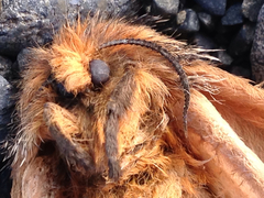 Ormiscodes amphimone