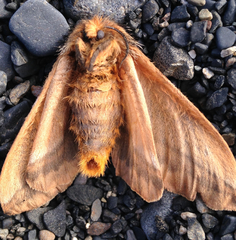 Ormiscodes amphimone