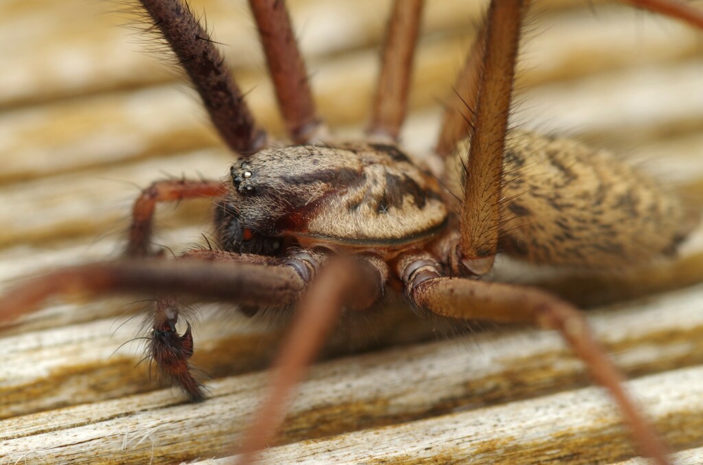 House Spider
