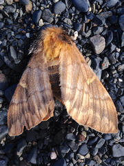 Ormiscodes amphimone