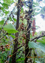 Cuscuta lupuliformis
