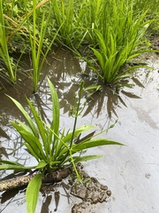 Channelled Water Plantain (Alisma canaliculatum)