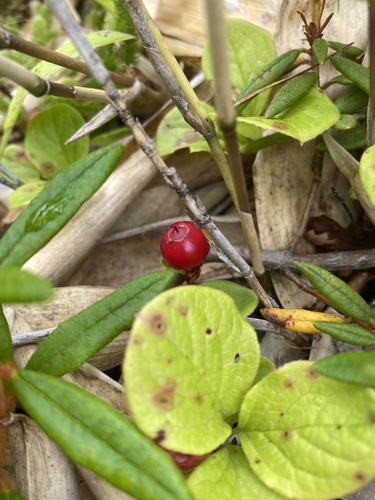 Vaccinium praestans, photograph 6
