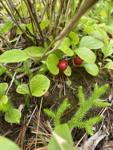 Vaccinium praestans, photograph 5