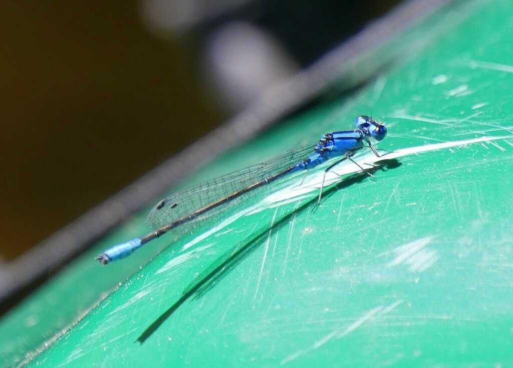 Azure Bluet from Casco, ME, USA on August 23, 2023 at 1235 PM by