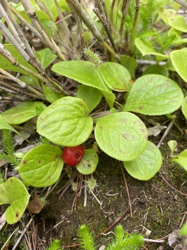 Vaccinium praestans, photograph 4