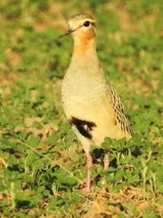 Tawny-Throated Dotterel photo 3
