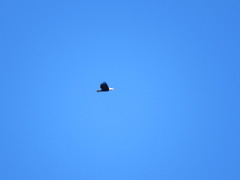 Haliaeetus leucocephalus