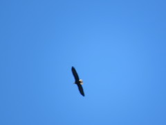 Haliaeetus leucocephalus