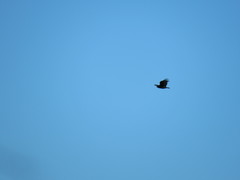 Cathartes aura