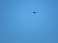 Cathartes aura