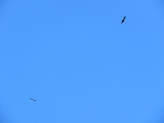 Haliaeetus leucocephalus