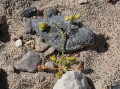 Eriogonum contiguum