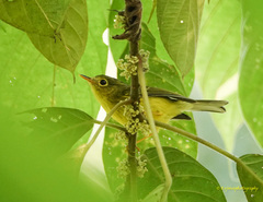 Phylloscopus burkii