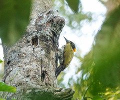 Chrysophlegma flavinucha