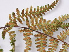 Hypolepis rufobarbata