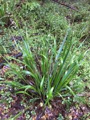 Anthoxanthum occidentale