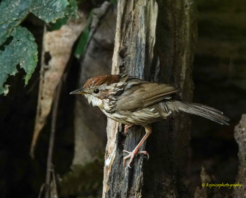 Puff-throated Babbler (Pellorneum ruficeps), photo 5