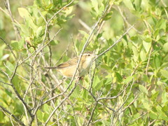 Helopsaltes certhiola