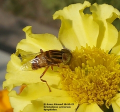 Eristalinus arvorum