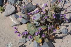 Phacelia calthifolia