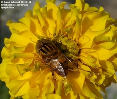 Eristalinus arvorum