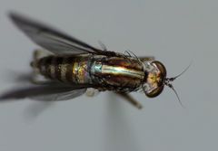 Tetrachaetus bipunctatus