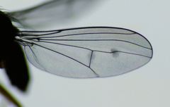 Tetrachaetus bipunctatus