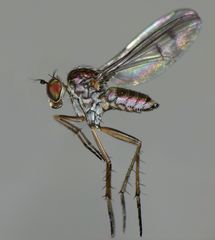 Tetrachaetus bipunctatus