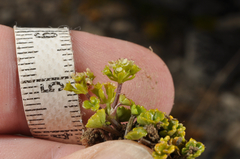 Azorella hydrocotyloides