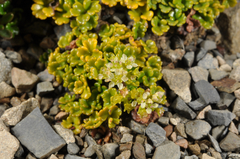 Azorella hydrocotyloides