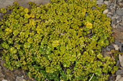 Azorella hydrocotyloides