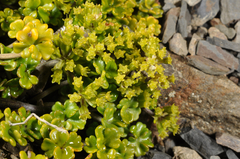 Azorella hydrocotyloides