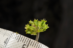 Azorella hydrocotyloides