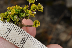 Azorella hydrocotyloides