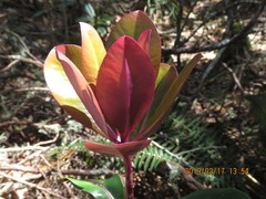 Myrsine lessertiana