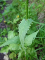 Crepis lyrata