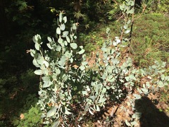 Arctostaphylos viscida