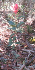 Myrsine lessertiana