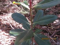 Myrsine lessertiana
