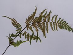 Hypolepis rufobarbata