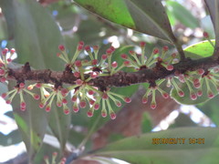 Myrsine lessertiana